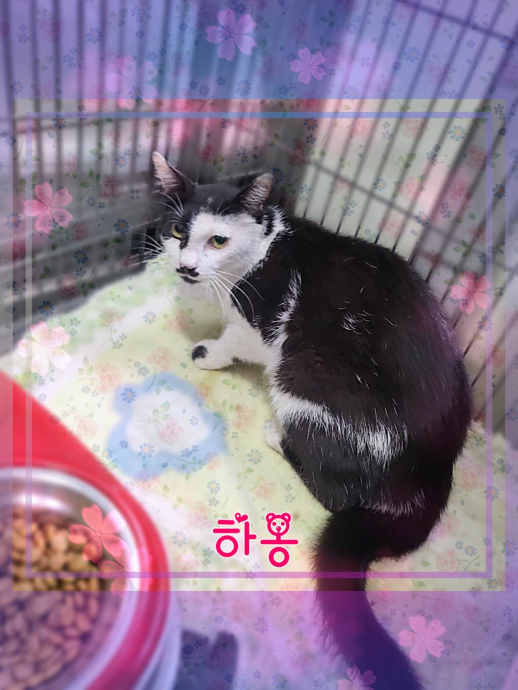 군산유기동물보호센터_445467202301041